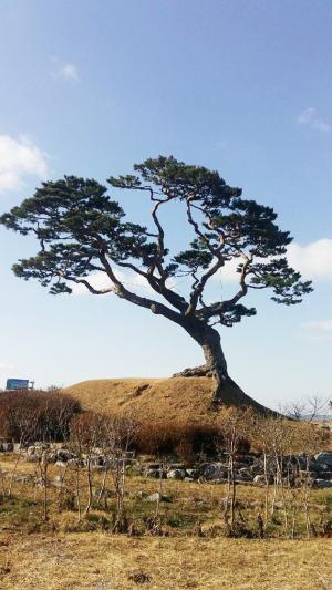 홍성군 서부면 궁리 287-7 산막마을의 서산 AB지구 해안도로변에 서있는 수령 380여년으로 추정되는 ‘소나무’는 지난 1994년 10월에 보호수(지정번호  8-12-375)로 지정됐으며, 수고 15ｍ, 나무둘레가 3.3ｍ로 추정되고 있다. 진귀목으로 알려진 이 소나무는 1980년대 서산 AB지구 간척사업 이전에는 소나무 바로 밑까지 바닷물이 들어와 백사장에서 마을주민들이 해수욕을 즐겼다고 전해진다. 해마다 음력 정월 초이튿날 주민들 모두가 참여해 마을의 안녕과 바다의 풍랑을 막아달라고 기원하며 당산풍어제를 올리던 당산목으로 알려져 있다. 한기원 기자