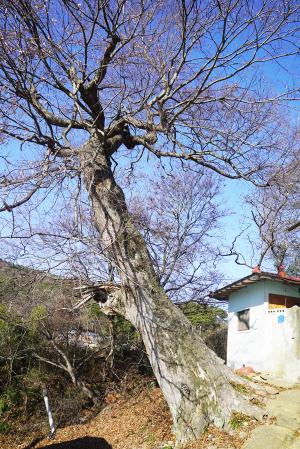 홍동면 원천리 산19번지에 있는 수령이 350년 이상으로 추정되는 느티나무는 1982년 10월 보호수(지정번호 8-12-5-231)로 지정됐다. 수령이 350~400년 정도로 추정되는 이 느티나무는 높이가 15ｍ가량, 나무둘레가 4ｍ이상으로 추정되고 있는 고목이다. 홍동면 원천리 세천마을의 남향 언덕 쪽인 원천1길에 자리하고 있는 이 보호수는 고목의 한쪽가지가 잘려나간 채 안내판도 없이 방치돼 있다. 다행히 주택가에 자리하고 있어 주변은 정리돼 있는 느낌이다. 홍성군의 체계적인 보호수 정비 및 관리가 절실히 요구되는 대목이다.