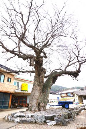서부면 이호리 296-1번지의 수령 530~560년으로 추정되는 느티나무는 1982년 10월 보호수(지정번호 8-12-264)로 지정됐다. 나무높이 15ｍ, 둘레는 4.7~5ｍ로 추정되며, 보호수 주변은 잘 정돈돼 있으나 안내간판 등은 보이지 않는다. 이 보호수를 관리하고 있는 오현수 씨의 설명에 따르면 “나무 왼쪽 집에 형인 내가 살고 있고 오른쪽 가정집엔 동생이 살고 있다”며 “예전부터 아버지가 나무에 약을 주는 등 관리를 하는 것을 보며 자랐기 때문에 지금까지도 내가 관리를 하면서 군의 협조가 필요할 때는 산림녹지과에 연락하고 있다”고 설명했다.