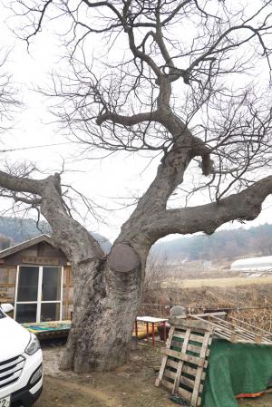 홍북읍 대인리 신사(은골)마을 입구에 자리하고 있는 수령 400년 이상으로 추정되는 느티나무는 나무높이가 12~15ｍ, 나무둘레는 3.5~4ｍ 가량으로 추정되며 보호수로 지정됐다고는 하지만 관련 안내간판 등은 없다. 현재 마을주민 이희창(89)씨의 집 마당가 연못의 귀퉁이에 자리하고 있으며, 나무 아래 ‘신사선효정(新寺善&#20634;亭)’이란 쉼터가 있다. 이 나무는 수년전 길 쪽으로 뻗은 큰 가지가 차량에 의해 부러져 치료한 상태로 보존되고 있다. 동네의 무병장수를 기원하기 위해 마을주민들 모두가 제물을 차려 제사를 지낸 후 음식과 술을 나눠 먹으며 하루를 보내는 마을행사를 한다.
