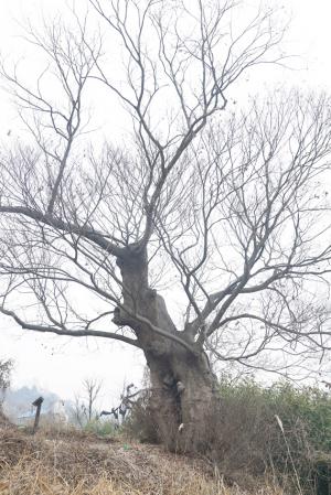 홍북읍 노은리 143번지 장항선 철로 옆 상리마을길 입구 왼쪽 산비탈에 있는 수령 560~580년으로 추정되는 느티나무는 1982년 10월 보호수(지정번호 8-12-240)로 지정돼 있다. 나무높이는 20여ｍ로 추정되며, 나무둘레는 5.5~5.8ｍ가량으로 예측된다. 노은리 상리마을 성삼문유허지 가는 길 마을회관 조금 못가서 왼쪽 산비탈 남향에 우뚝 서 있는 이 느티나무 보호수에 대한 홍성군의 보호수 안내판은 다른 곳에 비해 말끔하고 산뜻하게 세워져 있다.
