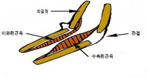 메뚜기 목 곤충의 다리 근육 움직임 모습.