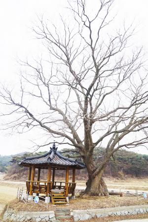 서부면 광리 744번지 광리 뒷골의 ‘360년 느티나무’는 중광마을의 중광저수지 남쪽 마을입구의 논과 밭 사이 길옆에 자리하고 있는 보호수다. 수령은 360여년으로 추정되고 있으며, 나무의 높이는 18~20ｍ, 나무둘레는 3.3~4ｍ 가량으로 추정된다. 지난 1982년 보호수로 지정(지정번호 8-12-270)됐으며, 나무 주변은 석축을 쌓아 잘 보존되고 있다. 여름철에는 마을 주민들의 쉼터 역할을 할 수 있는 정자가 있다. 정자와 평상 일부가 망가져 보수가 필요하며, 보호수에 대한 안내판조차 없어 홍성군의 체계적인 보호수 관리가 절실히 요구되고 있다.
