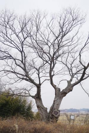 서부면 중리 산7-1 ‘350년 느티나무’는 1982년 10월 보호수(지정번호 8-12-255)로 지정됐다. 현재 서부면 중리는 과거 결성면에 속해 보호수 안내판에는 ‘결성면 중리’로 표기돼 있으며, 관리자는 박병섭이다. 1980년대 설치된 안내간판이 수정되지 않은 채 그대로 있어 주소가 결성면으로 표기돼 있다는 설명이다. 중리 여단이 느티나무로도 불리기도 하는데, 도로변 북쪽 인접한 밭 한가운데 서 있다. 수령이 350여년으로 추정되며, 나무높이는 20여ｍ 가량 되고, 둘레는 3.5~4ｍ가량으로 비교적 관리는 잘되고 있다.