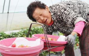 홍북읍 산수리 딸기 농장에서는 딸기 수확이 한창이다. 이상금(81) 씨는 “예전에 우리 아저씨 아프기 전에는 겁나 많이 했지. 지금은 안 혀. 이렇게 가끔 동네 사람 일이나 도와주러 다니지. 옛날 조 너머에 어떤 사람이 딸기 농사하는 법을 배워갔구 와서 돈을 겁나 벌었어. 그때부터 이 동네 전부 딸기 져서 먹고 살았지.”라고 말한다. 기술도 발전하고 예전보다 더 좋은 환경에서 재배되는 딸기지만 그래도 어머니가 따주는 딸기만큼 단 맛 나는 딸기가 있을까 싶다.