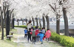 벚꽃으로 터널을 이룬 숲길에 나들이 나온 어린이집 어린이들이 걸어가며 봄을 만끽하고 있다. 그러나 강풍으로 꽃잎이 축복의 비처럼 쏟아져 내린다. 지난 10일 오전 홍성읍 대교리 월계천길에서.