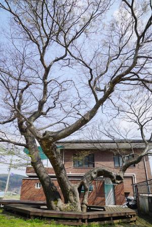 장곡면 산성1리 168번지 원골마을회관 뒤쪽에 있는 수령 600여년으로 추정되는 느티나무는 1982년 보호수(지정번호 8-62)로 지정된 정자목이다. 나무높이는 10~15ｍ, 나무둘레는 5~6ｍ 가량 된다. 마을사람들은 매년 정월 초사흘에 이곳에서 제를 올린다. 이 나무는 옛날부터 마을의 안녕과 평온을 기원하는 노신제를 지내던 나무로 땔감이 아무리 귀해도 이 나무를 베거나 부러진 가지를 가져다 쓰면 우환이 생긴다해 보호했다고 전한다. 사람들은 이 나무가 영험해 마을의 고민거리를 알아서 해결해 주는 것으로 믿고 있다고 전한다.