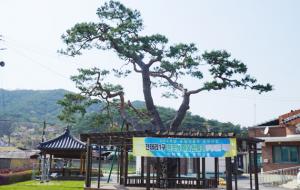장곡면 천태리 1구 마을회관 앞 소나무는 무려 수령이 500년은 족히 넘었을 것으로 추정하는 보호수(지정번호 8-12-368)로 지정된 당산목이다. 나무높이는 14~15ｍ, 나무둘레는 3.5ｍ 가량 되는데, 이 소나무는 마치 학이 날아가는 모양으로 마을주민들과 희노애락을 같이하고 있다. 이 마을 조홍식 씨에 따르면 양주조씨 입향시기에 심어졌기 때문에 500년이 넘었고, 조천식 군수의 아버지인 조원철 장곡초대면장이 이 땅을 마을에 기증했다고 한다. 집안에 재앙이 있을 때 이 나무 아래에서 치성을 드리고 해마다 제를 지냈다고 한다. 지금은 제를 지내지 않고 나무 주변에 보호대가 둘러져 있다. 보호수 안내판은 분실돼 없다.