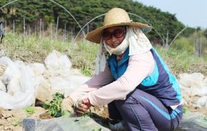 감자밭을 돌보고 있는 곽현정 씨.