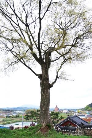 바로 앞서 소개된 600년 느티나무와 함께 결성향교 옆(결성면 읍내리 586번지)에 위치한 팽나무는 2008년 보호수(지정번호 2008-02)로 지정된 당산목이다. 나무 높이는 약 20m이고 나무 둘레는 280cm 가량이다. 이 나무 역시 현재 나무상태는 비교적 양호하나 안내판이 매우 낡고  안내판 위치가 적절치 않아 보수가 필요하다. 마찬가지로 내포문화숲길이 바로 옆으로 조성돼 주변정리와 보호수 주변 쉼터 조성이 필요하다.