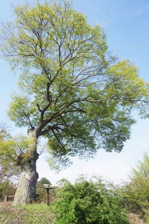 은하면 학산리 거산마을회관 바로 뒤편 323번지에 위치한 수령 200여 년으로 추정되는 이 느티나무는 1982년 보호수(지정번호 8-12-7-6-302)로 지정된 정자목이다. 나무 높이는 약 15m이고 나무 둘레는 280cm가량이다. 지난 2003년  태풍 ‘매미’로 인해 큰 가지가 부러진 흔적이 남아있지만 마을 주민들의 꾸준히 관리 덕분에 상태는 양호하다. 주변이 돌로 꾸며져 있는데, 한 주민에 의하면 “20여 년 전 마을 부녀회원들이 직접 주변의 큰 돌을 들고 옮겨 직접 꾸몄다”며 “이 곳으로 시집와 힘들 때마다 이 나무 뒤에 숨어 눈물을 훔쳤다”고 회상했다. 그 당시 설치된 평상이 남아있지만 매우 노후 돼 보수가 필요하다.