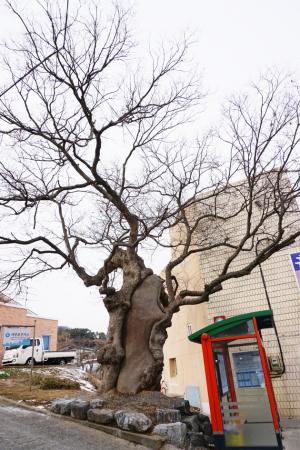 서부면 이호리 262-4번지 마을 한 가운데 버스정류장 바로 뒤편에 위치한 수령 500여 년으로 추정되는 이 느티나무는 1982년 보호수(지정번호 8-12-263)로 지정된 당산목이다. 나무 높이는 약 14m이고 나무 둘레는 430cm가량이다. 버스정류장 바로 뒤에 위치해 약간 가려져 있으나 매우 운치 있고 상태가 굉장히 양호하다. 바로 옆에 있는 건물에 맞닿은 것이 아닌지 의심되어 살펴보니 절묘하게 건물을 피해서 자라고 있어 보완 필요성은 없으나 보호수 안내 간판이 없어 시설 보수가 필요하다.