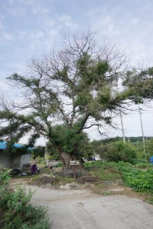 홍성읍 월산리 430번지에 위치한 수령 300여 년으로 추정되는 회화나무는 2005년 보호수(지정번호 2005-2)로 지정된 당산목이다. 나무높이는 약 15m이고 나무둘레는 200cm가량이다. 한 주민에 의하면 “약 15년 전 보호수 주변을 조경석 등으로 정비하고 밑둥이 썩어나간 것을 치료했으나 주인 할머니가 돌아가시면서부터 따로 관리가 되지 않아 주민들이 가끔씩 보호수 주변 잡초 제거 정도의 관리를 하고 있다”며 “올해는 특히 더위가 심한 탓인지 잎이 작년에 비해 매우 적고 축 늘어져있어 걱정이지만 다시 금방 건강해질 것”이라고 말했다. 보호수 안내판은 최근에 정비됐으나 건강 상태는 양호하지 못하다.