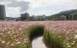 예산군이 지난 5월 꽃양귀비 꽃밭 조성, 6월 백일홍 꽃밭 조성에 이어 신청사 유휴지에 2,100㎡규모의 빅스타 코스모스 꽃밭을 조성해 산책로 및 포토존을 개방했다. 다음달 말까지 만개한 코스모스를 보며 가을의 정취를 만끽할 수 있다.