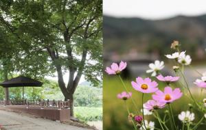 올해 마을가꾸기사업의 하나로 만들어진 마을정자(왼쪽)와 마을 입구에 핀 코스모스(오른쪽).