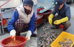직접 지은 고추농사로 만든 빠알간 고춧가루로 싱싱하게 굴을 무쳐내는 조정숙 할머니(사진 왼쪽), 굴을 1차로 물에 깨끗이 씻어 손질하고 있는 마을주민.