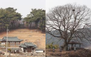 마을을 지키고 있는 느티나무.