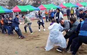 홍북초 동문들이 동문화합체육대회에서 줄다리기를 하고 있다.