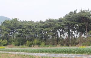 충남도청내포신도시 인근의 삽교읍 목리마을에 조성된 마을 숲.
