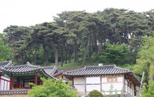 예산군 대흥면 대흥향교 뒷산의  교촌마을 소나무 숲 전경.