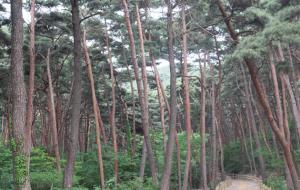 아산 도고면의 성준경가옥 주변과 도고산 일대 36만 5000㎡에는 수령 300~400년 부터 40~50년에 이르는 소나무 숲으로 빼곡히 들어차있다.