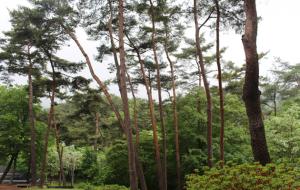 충남 부여군 외산면 삼산리 만수산자연휴양림의 노송 숲.