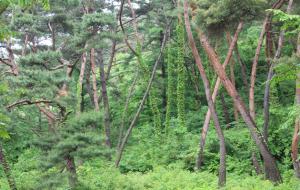 충남 부여군 외산면 삼산리 만수산자연휴양림의 노송 숲.