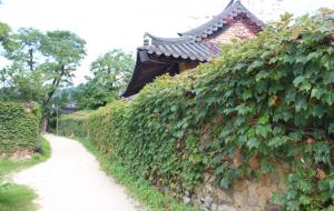 경남 산청 남사면의 남사예담촌 옛 돌담은 고목과 한옥기와집이 어우러져 고풍스러움과 마을의 역사를 말해주고 있다.