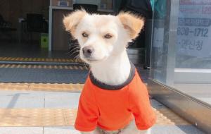 금마면행정복지센터 문을 지키고 있는 금마면 지킴이 ‘금순이’.
