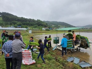 대한노인회·서부노인자원봉사 클럽 직원들이 모내기 일손돕기에 참여하고 있다.