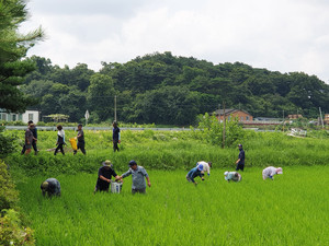 홍동면에서 벼 친환경 제초용으로 사용된 왕우렁이를 수거하고 있다.&nbsp;