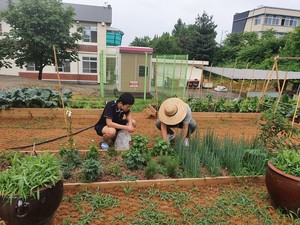 학생과 교직원이 함께 가꾸는 학교 텃밭의 모습.