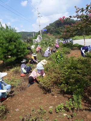 가을꽃을 식재하고 있는 홍동면.