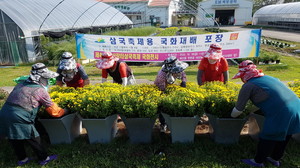 농업기술센터 국화재배포장에서 가로화분 국화정식을 하고 있다.