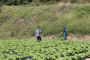 기자가 방문했을 때 한창 남편과 배추밭에 유황을 뿌리고 있던 양수미 대표.