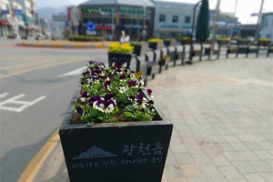 광천읍 오거리 회전교차로에 식재된 봄 초화류.