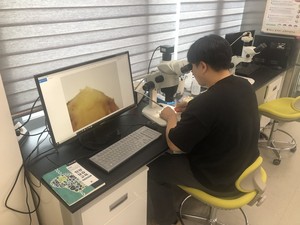 화아분화 검경을 실시하고 있는 모습.