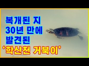 학산천 거북이