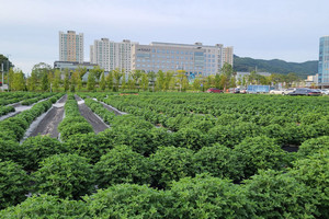 예산군 가을국화 식재 현장.