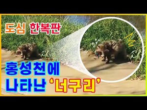 홍성읍 한복판 &#039;홍성천&#039;에 너구리가 나타났다!?