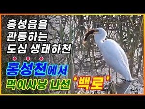 친환경생태하천 홍성천에서 먹이사냥 나선 백로