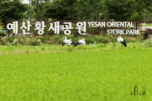 황새공원 주변의 야생 황새 사진.