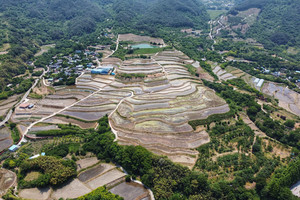 산꼭대기까지 층층이 계단식 풍광이 아름다운 구례 ‘사포마을 다랑이논’ 전경.