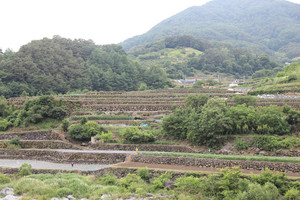 함양 마천마을 다랑이논 전경.