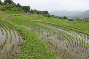산청 차황면 황매산 자락의 다랑이논.
