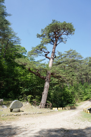 보호수(대왕 소나무 등 3본).