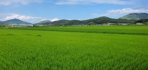 홍동면에 재배되고 국산 벼.