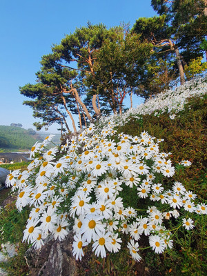 구절초가 만개한 홍성솔바람테마파크.
