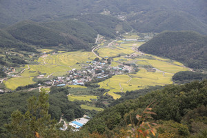 경북 경주시 내남면 비지리 학동마을과 단석산 자락에 펼쳐진 다랑이논.