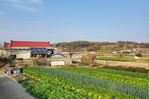 결성면의 한 농가. 김장을 위한 배추와 파가 빼곡히 심어져 있다.